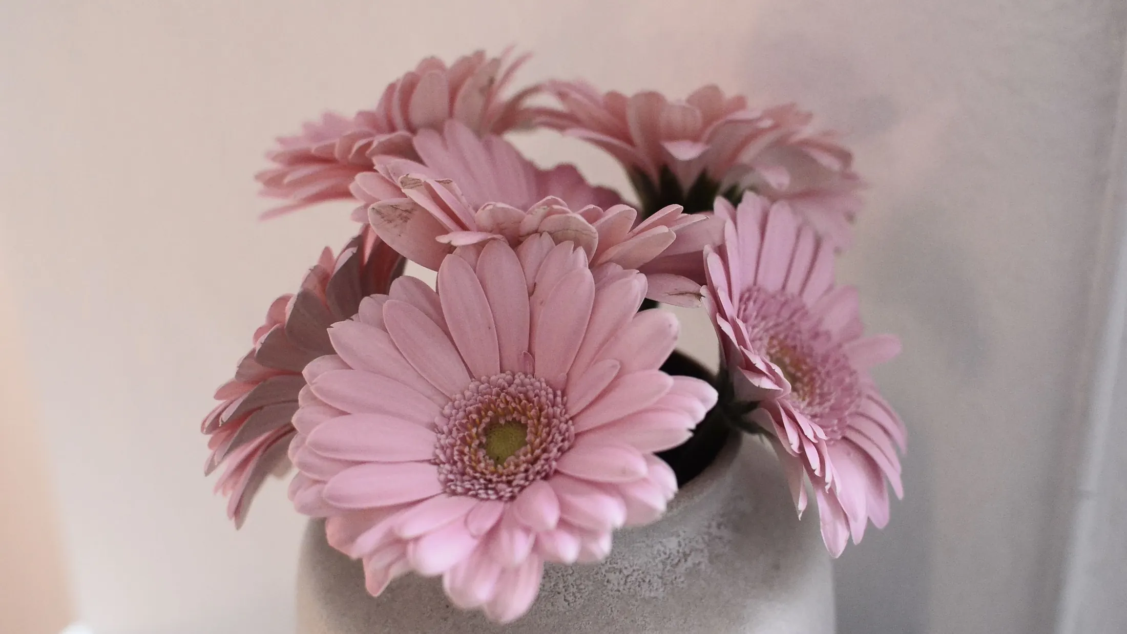 Bouquet de gerberas roses dans un vase en céramique